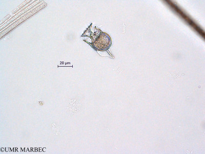 phyto/Scattered_Islands/all/COMMA April 2011/Histioneis costata (recomposé)(copy)_thumb.jpg